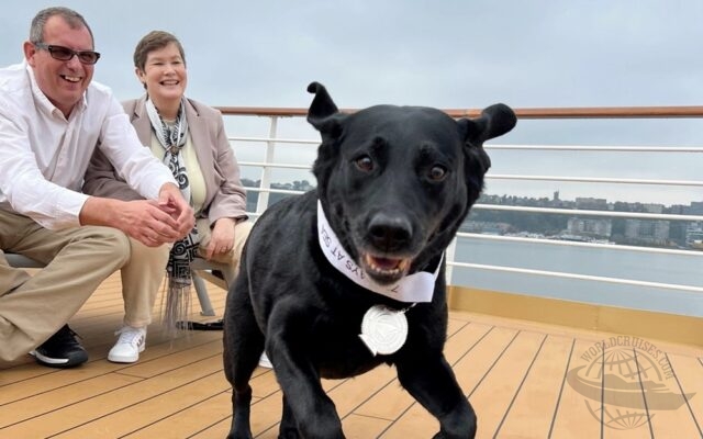cachorro cruzeiro