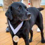 cachorro em navio de cruzeiro