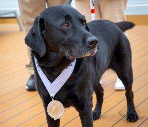cachorro em navio de cruzeiro