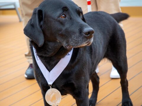cachorro em navio de cruzeiro