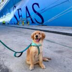 Skipper Legend of the Seas