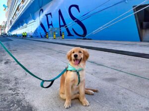 Skipper Legend of the Seas